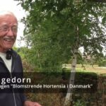 Poul fra Tarm har udgivet Danmarks første bog om hortensia